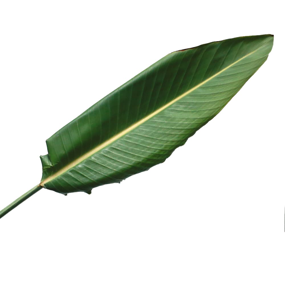 ענף עלה גן עדן