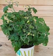 עגבנייה שרי