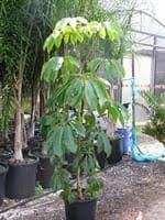 שפלרה רחבת עלים אמטה