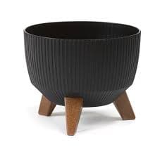 עציץ רומא  (עולם הפרח)