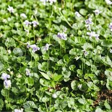 סיגלית אוסטרלית