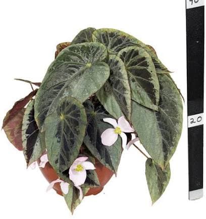 ביגוניה סילבר