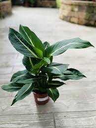 דיפנבכיה פס צהוב/ממוריה