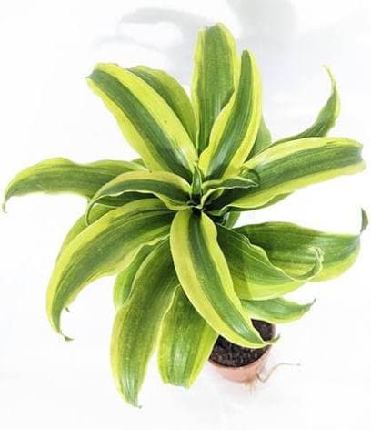 דרצנה טורנדו / לימון ליים/ דורדו