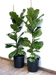 פיקוס כינורי