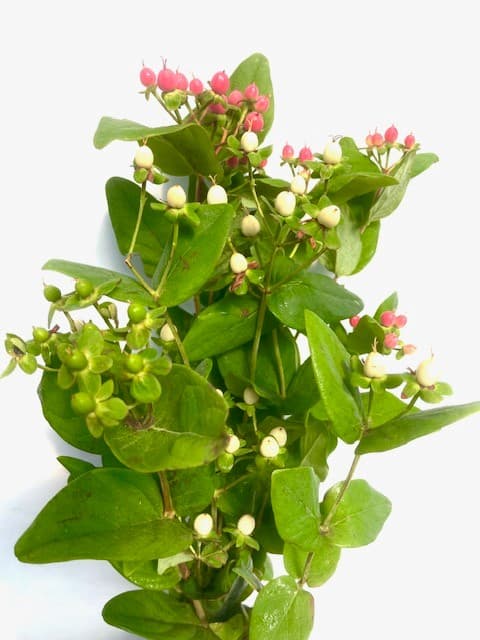 ענף היפריקום