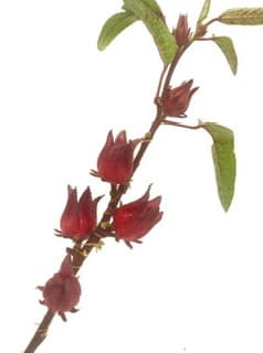 ענף הביסקוס