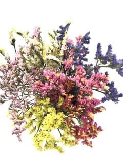 ענף לימוניום