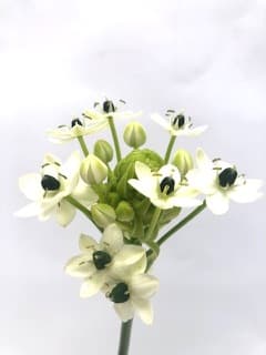 ענף נץ חלב סנדרסי