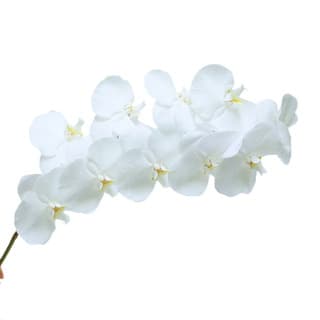 ענף סחלב בודד  לזר כלה