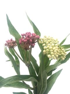 ענף סינדרלה