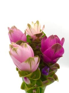 ענף קורקומה