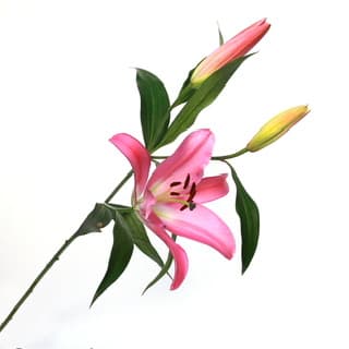 ענף ליליות סטאר