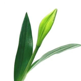 ענף שושן צחור