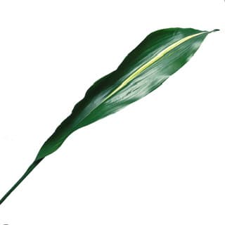 ענף מגינית מגוונת