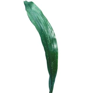 ענף מגינית מנוקדת