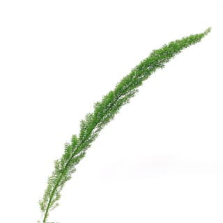 ענף אספרגוס מאירי