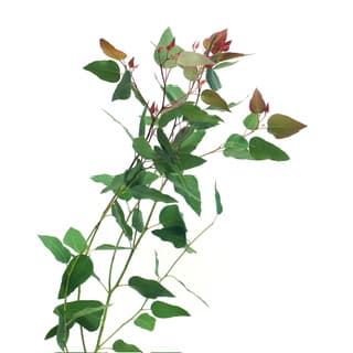 ענף אקליפטוס