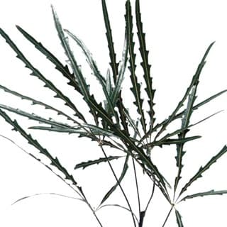 ענף ארליה אצבעות