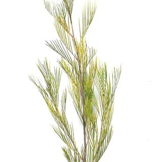 ענף גרבילאה