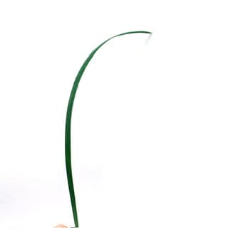 ענף ירקה ירוקה