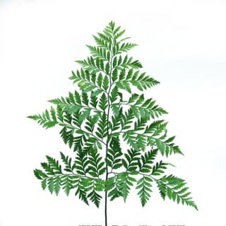 ענף שרך האור