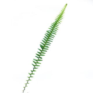 ענף שרך שרון