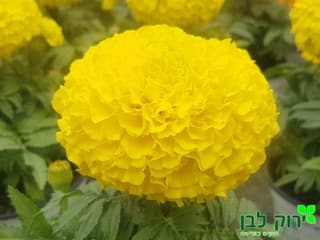 טגטס אמריקאי/צרפתי