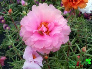 פורטולקה עונתית