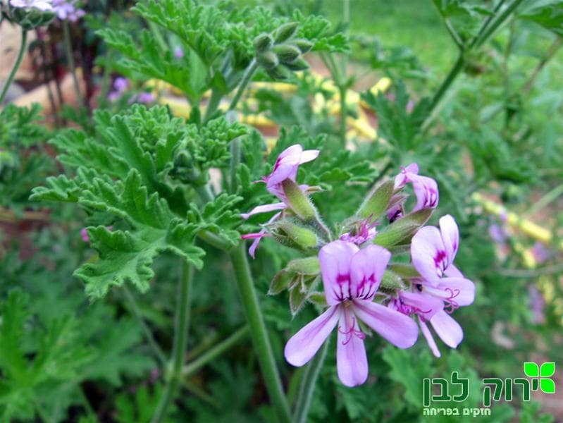 גרניום לימוני