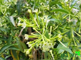 יערת הדבש צסטרום