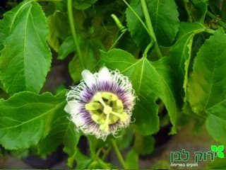 פסיפלורה. ( שעונית)