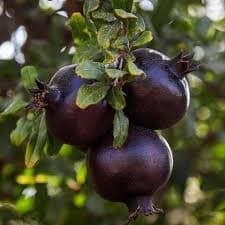 רימון שחור לעיצוב