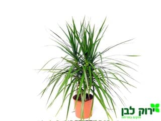 דרצנה מרגינטה/ טריקולור