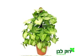 סינגוניום מוס