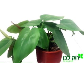 סקנדנס ירוק/מנוקד