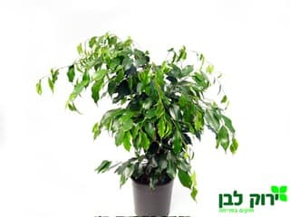 פיקוס דניאל