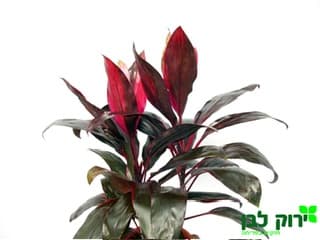 קורדוליין אדום/לבן