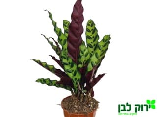 קלתיאה זנים שונים