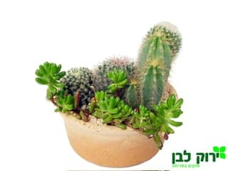 קערת קקטוסים