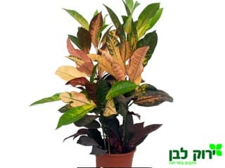 קרוטון זנים שונים