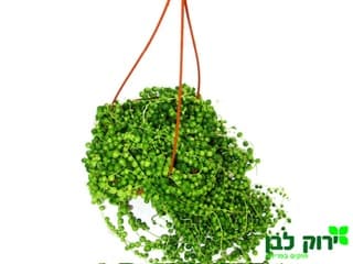 סנציה אפונית