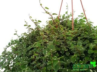 פיקוס פומילה