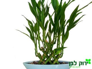 לאקי ( לקי) במבוק