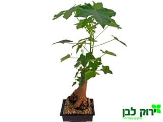 עץ האהבה. ברכיטון בונסאי