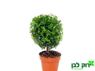 הדס כדורי/ פונפונים/מסולסל . טרנטיני