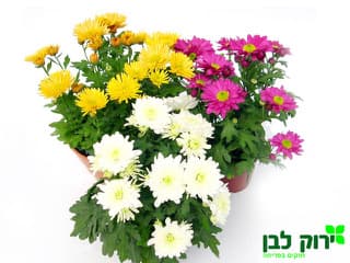 חרצית כרזנטמה