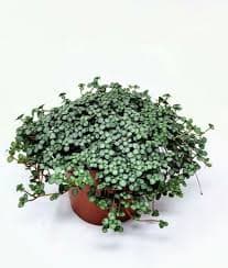 פילאה דמעות/דמעות תינוק