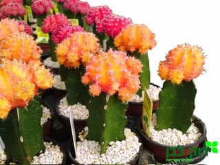 קקטוס מורכב