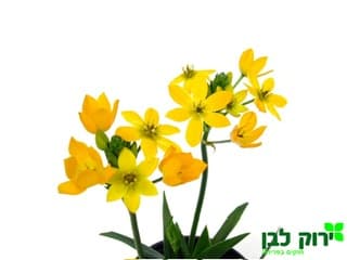 נץ חלב - זנים שונים